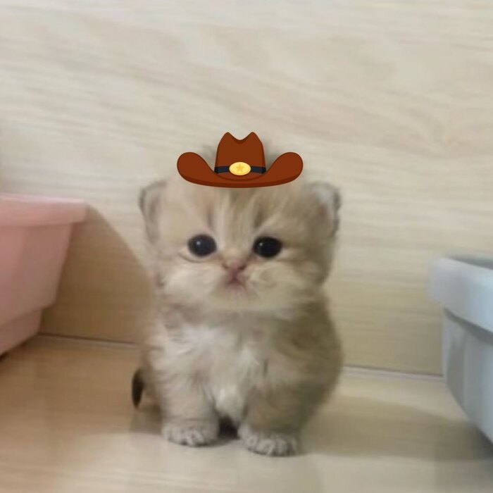Mao Mao in a cowboy hat