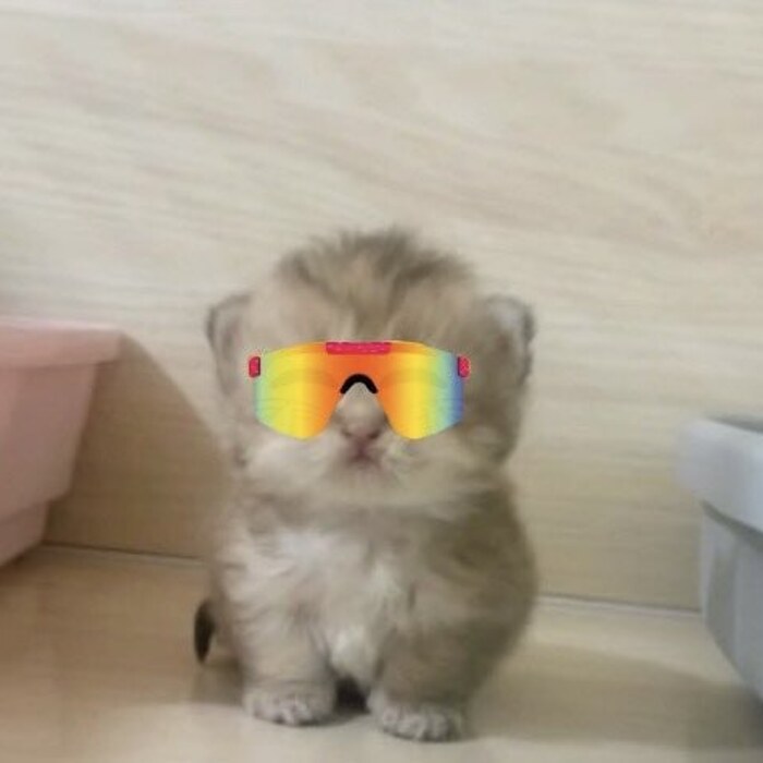 Mao Mao in rainbow visor shades
