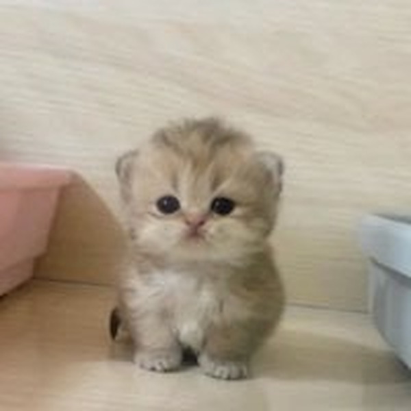 Mao Mao the kitten